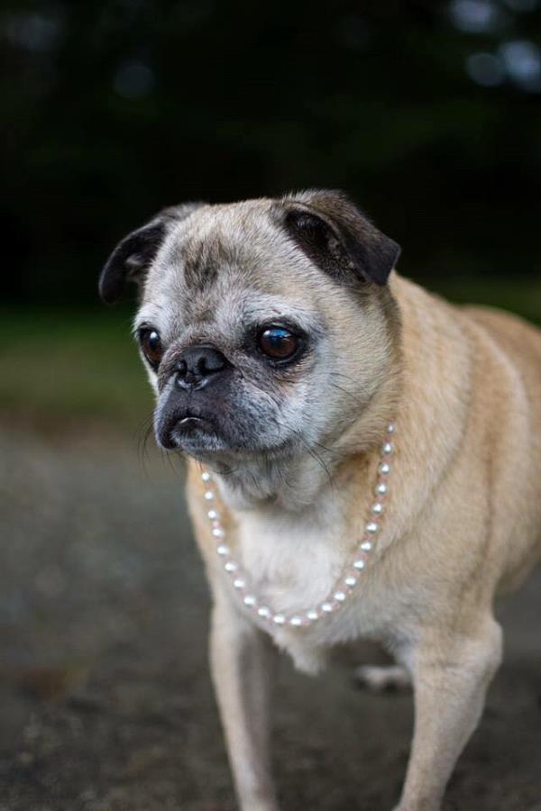 /images/uploads/pug nation rescue of los angeles/2018pugnation/entries/6063thumb.jpg